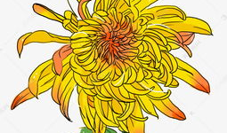 菊花漫画,笑谈生活，描绘人间百态